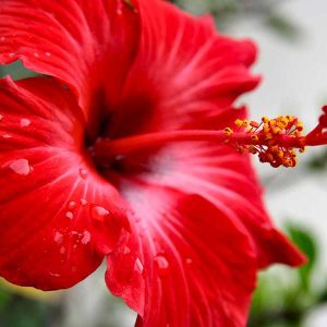 Gîte de charme Hibiscus fleur